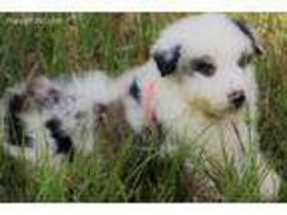 Australian Shepherd Puppy for sale in Millport, AL, USA