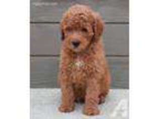 Labradoodle Puppy for sale in Berne, IN, USA