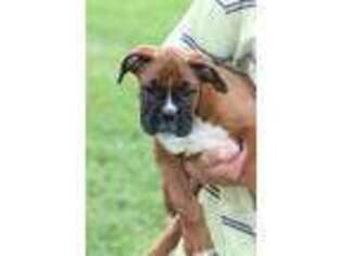 Boxer Puppy for sale in Pine Grove, PA, USA