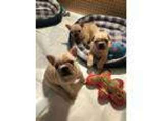 French Bulldog Puppy for sale in Saint Cloud, MN, USA