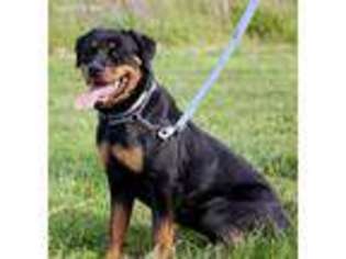 Rottweiler Puppy for sale in Reeds Spring, MO, USA