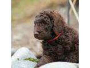 Mutt Puppy for sale in Everett, WA, USA