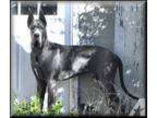 Great Dane Puppy for sale in BEAUMONT, TX, USA