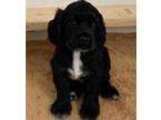 Cocker Spaniel Puppy for sale in Ford City, PA, USA