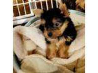 Yorkshire Terrier Puppy for sale in Two Rivers, WI, USA