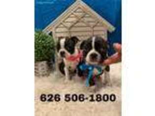Boston Terrier Puppy for sale in La Habra, CA, USA