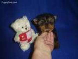 Yorkshire Terrier Puppy for sale in COLUMBIA, KY, USA