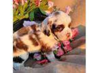 Cocker Spaniel Puppy for sale in Cheyenne, WY, USA