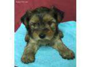 Yorkshire Terrier Puppy for sale in Wrightsville, GA, USA