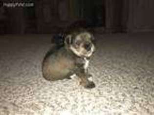 Mutt Puppy for sale in Bishop, GA, USA