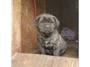 Mastiff Puppy for sale in Addy, WA, USA