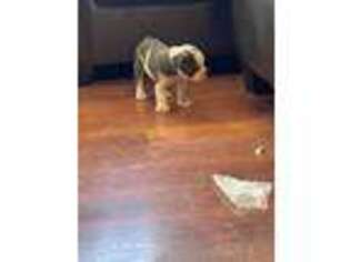 Olde English Bulldogge Puppy for sale in Safford, AZ, USA