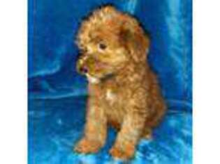 Soft Coated Wheaten Terrier Puppy for sale in Phelan, CA, USA