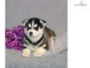 Siberian Husky Puppy for sale in Saint Joseph, MO, USA