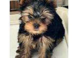 Yorkshire Terrier Puppy for sale in Pendleton, OR, USA