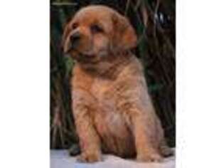 Labrador Retriever Puppy for sale in Valley Springs, CA, USA