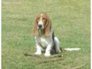 Basset Hound Puppy for sale in Columbus, NC, USA