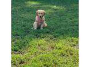 Golden Retriever Puppy for sale in Bridgeport, CT, USA