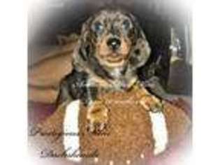 Dachshund Puppy for sale in Queen Creek, AZ, USA