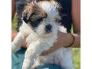 Mutt Puppy for sale in Rialto, CA, USA