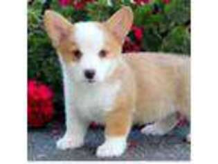 Pembroke Welsh Corgi Puppy for sale in West Bloomfield, MI, USA