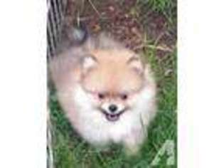 Pomeranian Puppy for sale in CASS CITY, MI, USA