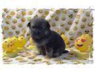 Pomeranian Puppy for sale in Nashville, TN, USA