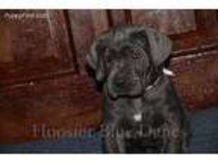 Great Dane Puppy for sale in Brookville, IN, USA