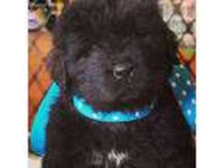 Newfoundland Puppy for sale in London, KY, USA