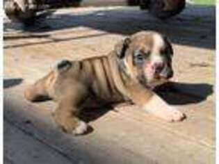 Bulldog Puppy for sale in Westfield, PA, USA