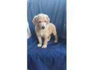 Mutt Puppy for sale in London, KY, USA