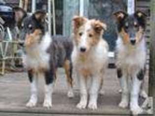 Collie Puppy for sale in ANTRIM, NH, USA