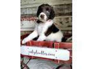 Labradoodle Puppy for sale in Alton, MO, USA