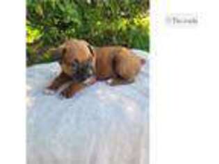 Boxer Puppy for sale in Evansville, IN, USA