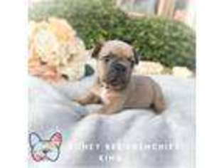 French Bulldog Puppy for sale in Anna, TX, USA