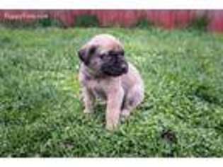Mastiff Puppy for sale in Branch, MI, USA