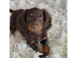 Dachshund Puppy for sale in Brooklyn, NY, USA