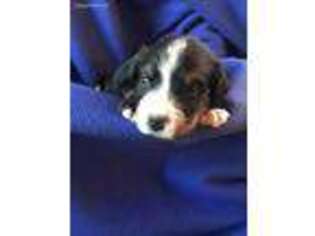 Bernese Mountain Dog Puppy for sale in Frankfort, IL, USA
