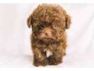 Russian Tsvetnaya Bolonka Puppy for sale in Rincon, GA, USA
