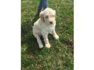 Mutt Puppy for sale in Dry Ridge, KY, USA