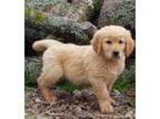 Golden Retriever Puppy for sale in Rockwall, TX, USA