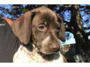 German Shorthaired Pointer Puppy for sale in Aurora, IL, USA