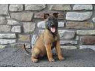 Belgian Malinois Puppy for sale in Bird In Hand, PA, USA