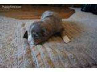 Miniature Australian Shepherd Puppy for sale in Hutchinson, KS, USA