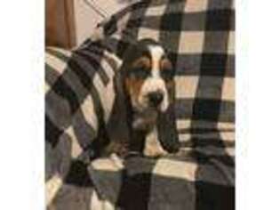 Basset Hound Puppy for sale in Womelsdorf, PA, USA