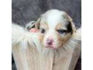 Pembroke Welsh Corgi Puppy for sale in Gillett, PA, USA
