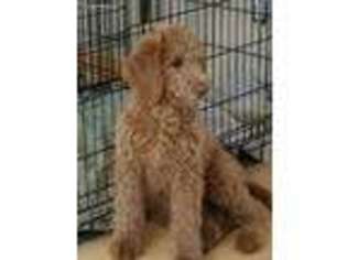 Labradoodle Puppy for sale in La Pine, OR, USA