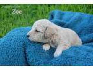 Goldendoodle Puppy for sale in Grapevine, TX, USA