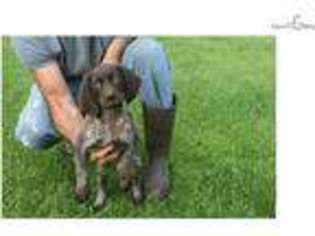 German Shorthaired Pointer Puppy for sale in Albany, NY, USA