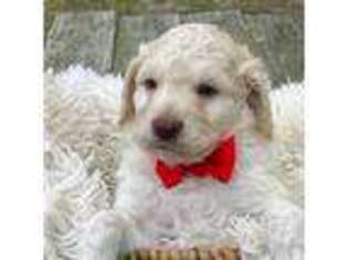Labradoodle Puppy for sale in Swansea, SC, USA